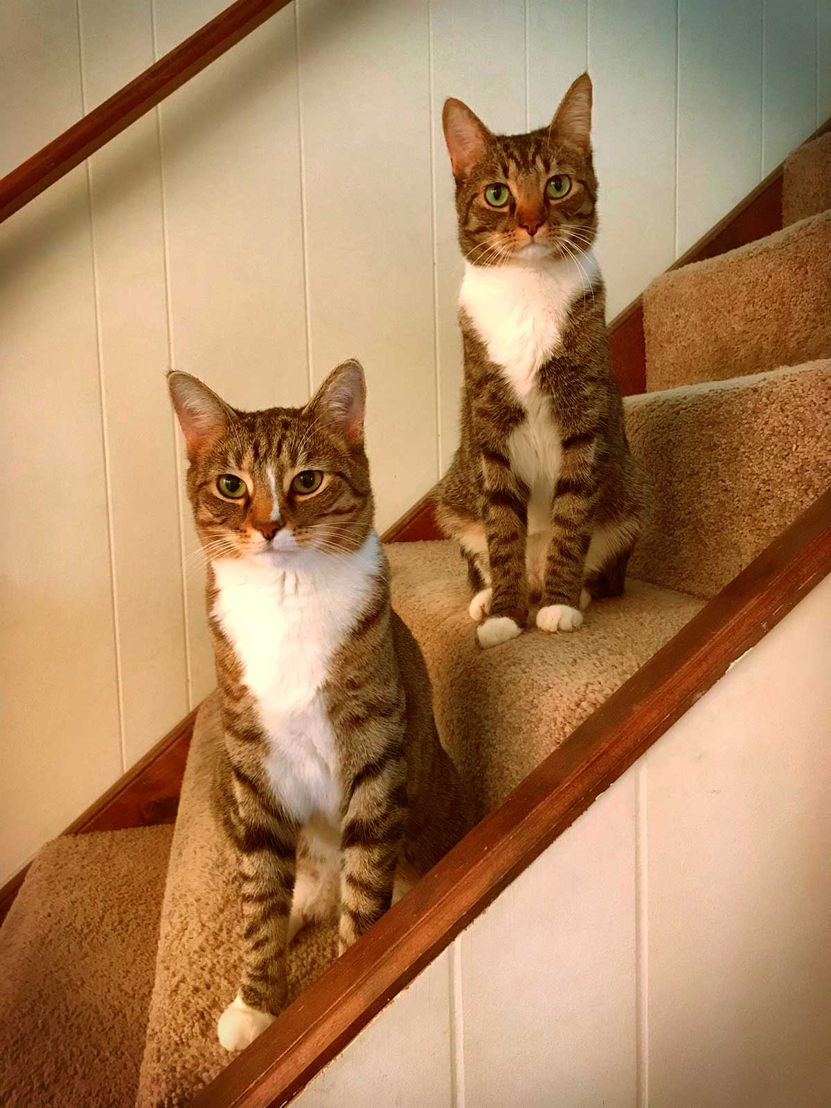 Cat sitting two tabby cats